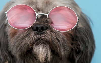 Quels métiers pour travailler avec les animaux sans diplôme ?