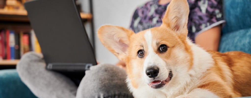 chien avec son maitre