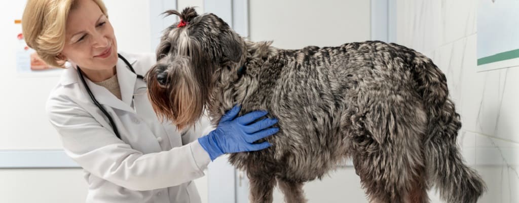 chien avec vétérinaire