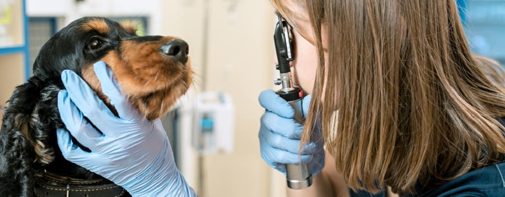 chien chez le vétérinaire