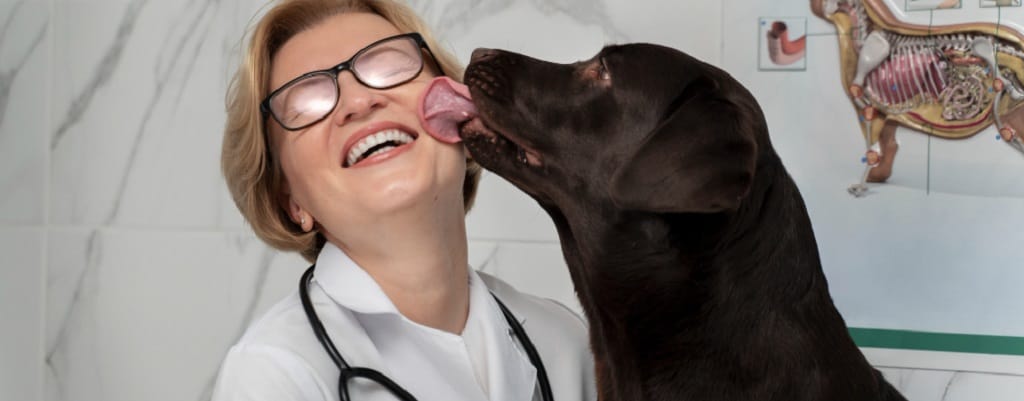 chien qui laiche une vétérinaire