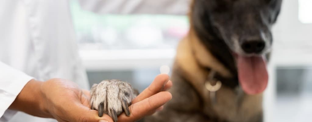 chien qui donne la pâte