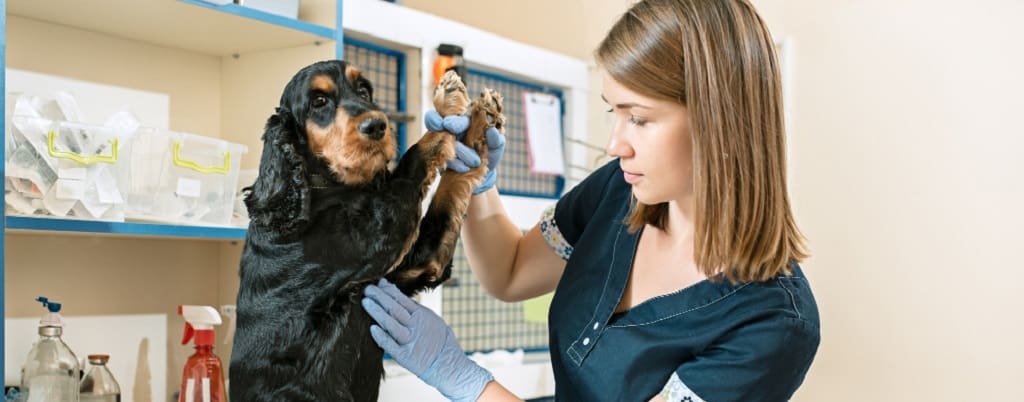 vétérinaire qui s'occupe d'un chien