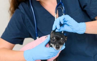 Auxiliaire vétérinaire : avantages du métier