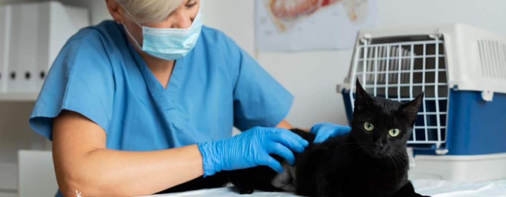 vétérinaire qui examine un chat