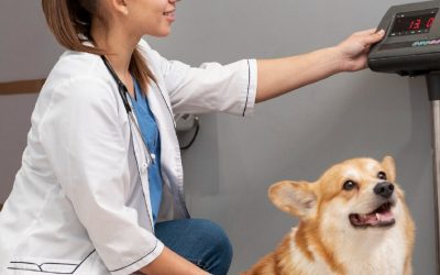 Auxiliaire vétérinaire : les salaires en 2022