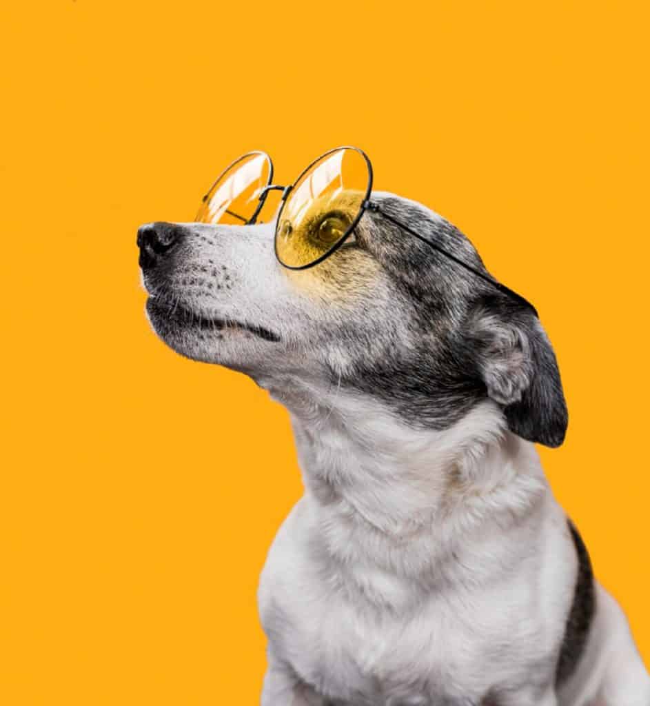 chien avec des lunettes