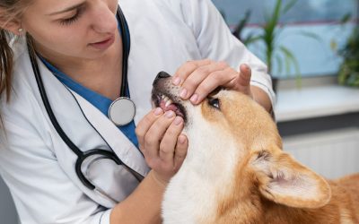 Pourquoi choisir une reconversion dans le secteur de la santé animale et comment réussir ?