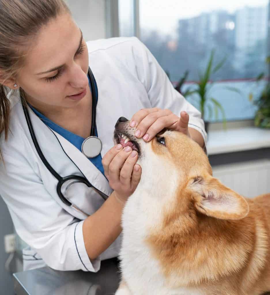 une vétérinaire auscultant un chien