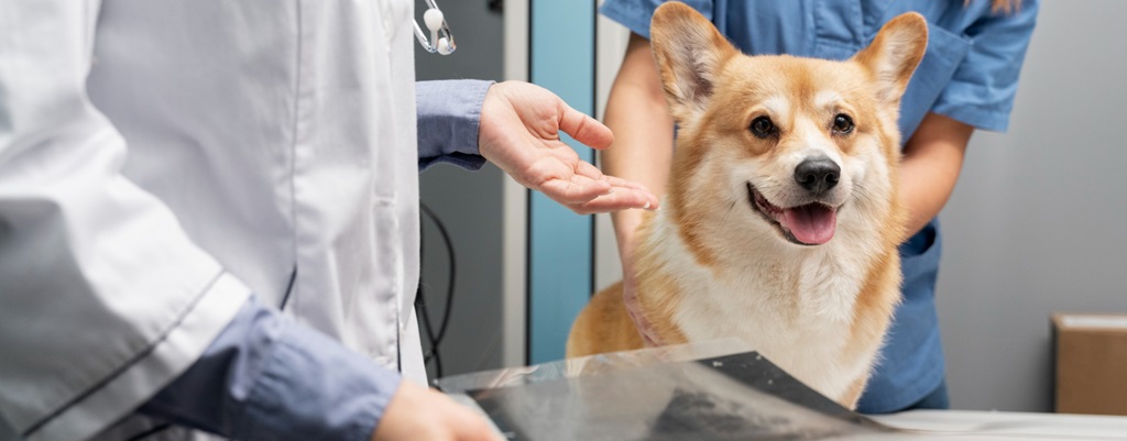 un chien chez le vétérinaire