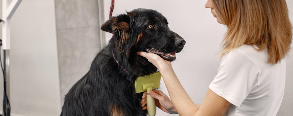 une vétérinaire tenant la tête d'un chien