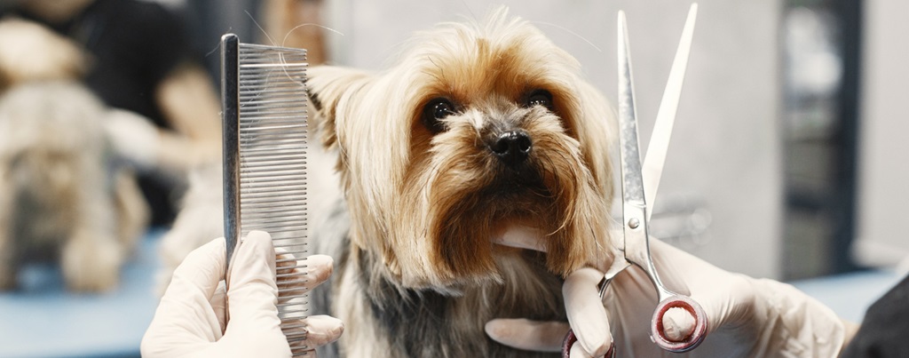 un chien se faisant nettoyer