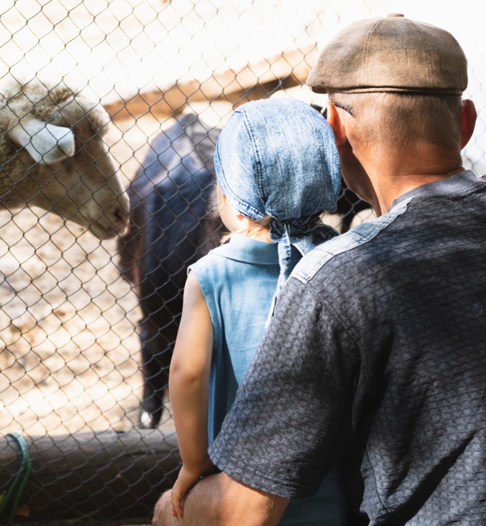 une homme et son enfant à côté de brebis