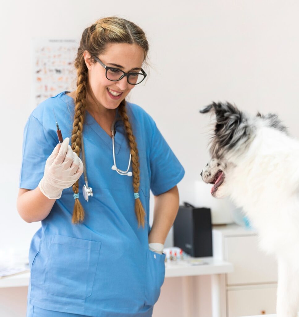 auxiliaire vétérinaire soignant un chien