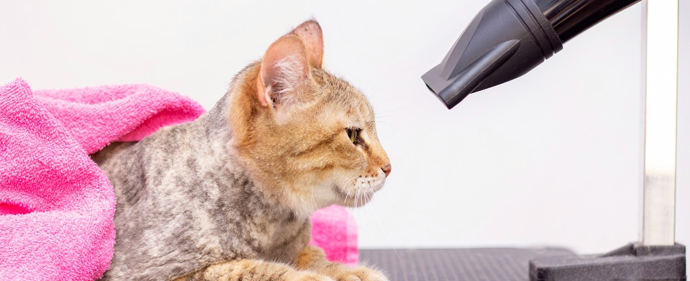 un chat en face d'un seche cheveux chez le toiletteur