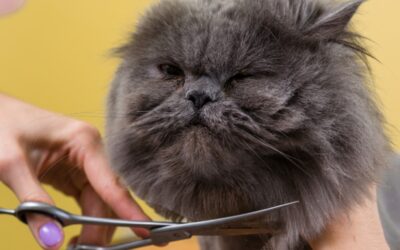 Quel est le prix d’un toilletage pour chat ?