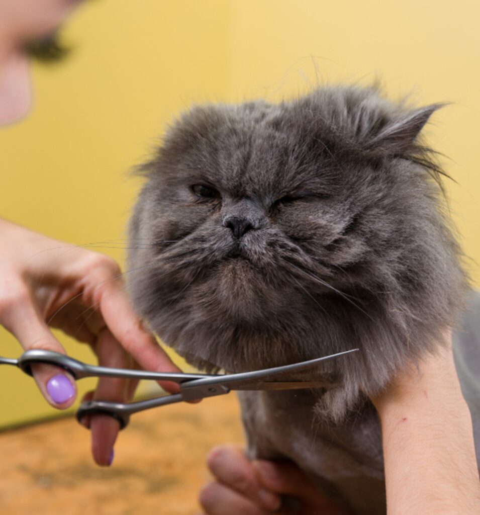 un chat se faisant couper les poils chez le toiletteur