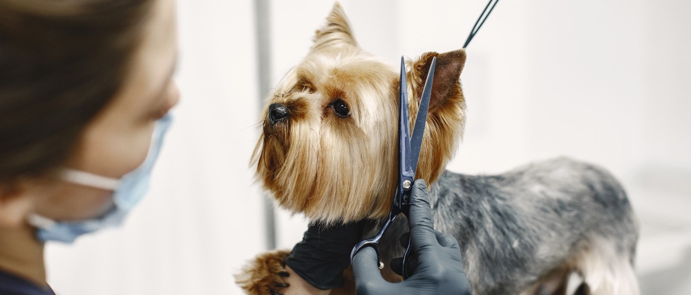 un chien chez le toiletteur