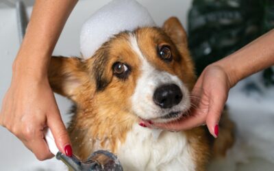 Quel est le salaire d’un toiletteur canin en 2025 ?