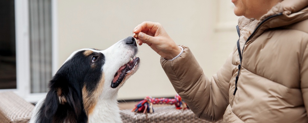 une personne carressant son chien