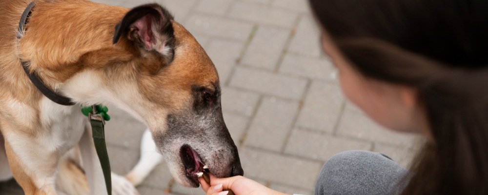 une personne donnant quelque chose à manger à son chien