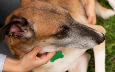 Conditionnement opérant chez le chien : comprendre les 4 types et les méthodes respectueuses d’éducation