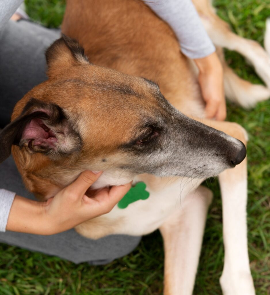 une personne accroupie donnant quelque chose à son chien