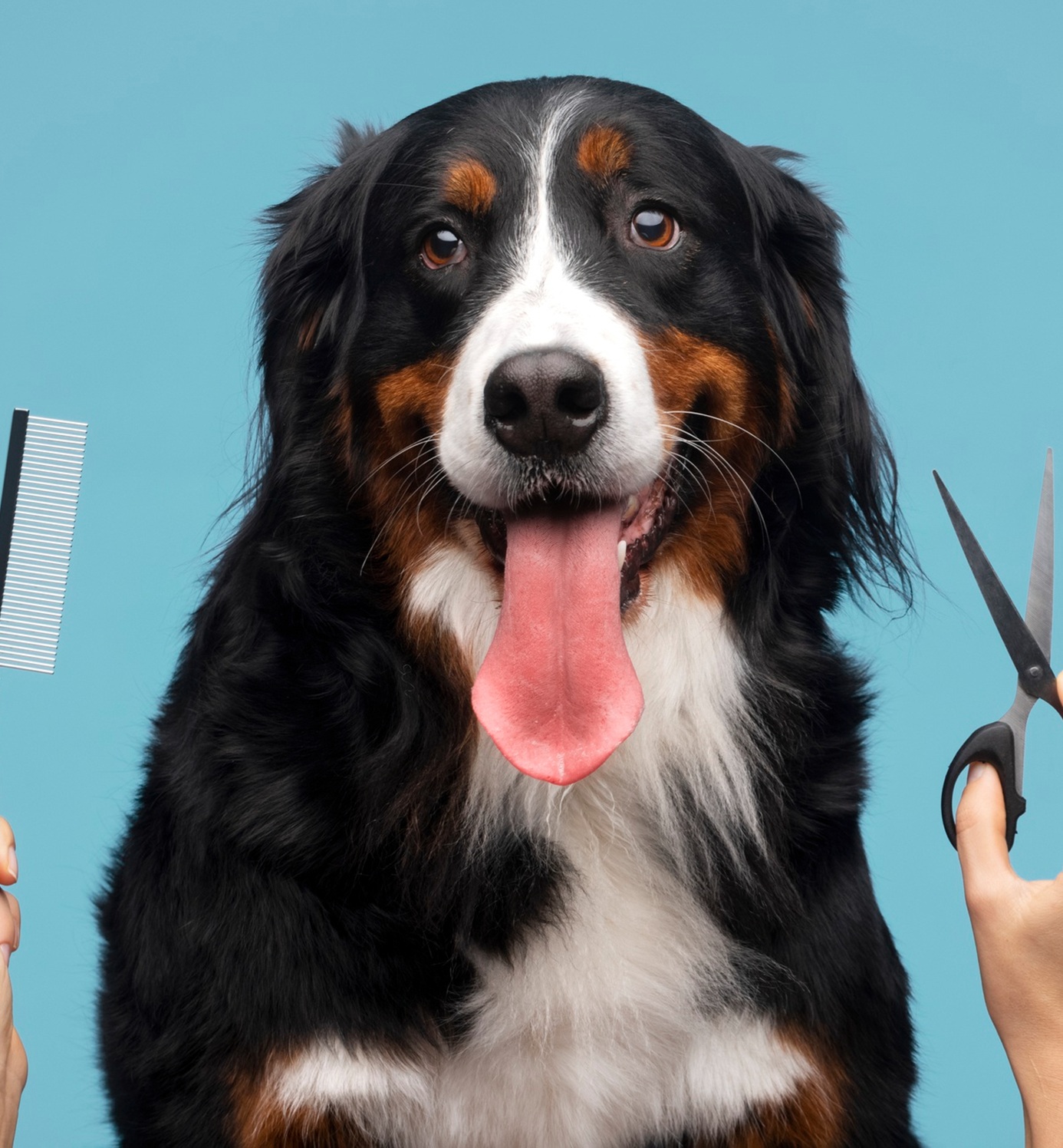 Un chien avec un peigne et un ciseaux