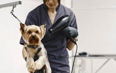 Comment devenir toiletteur canin : le guide complet
