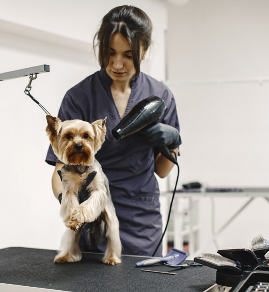 comment devenir toiletteur canin ?